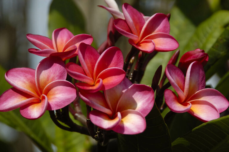 Frangipani: How To Plant & Propagate - Plantura