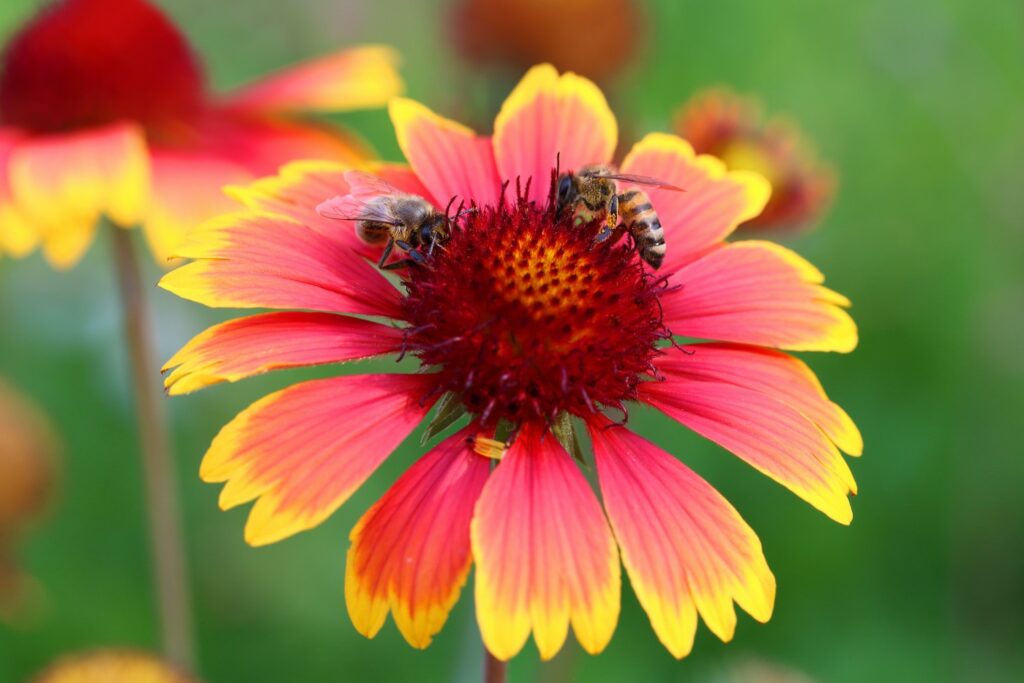 Bees on the gaillardia flower