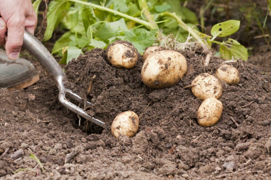 Potatoes being harvested with a garden fork