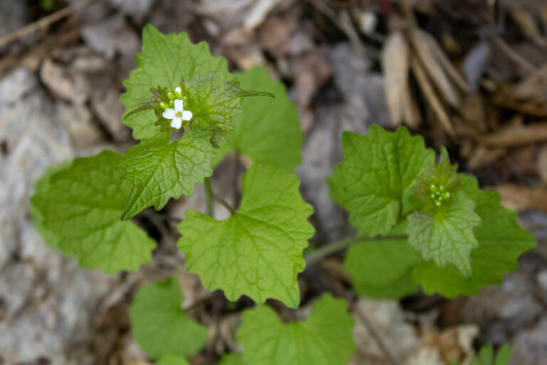 Garlic mustard how to grow & care for it Plantura