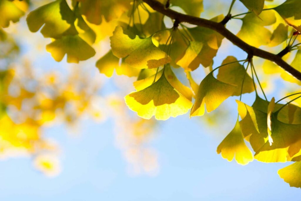 Green and yellow gingko leaves in sun