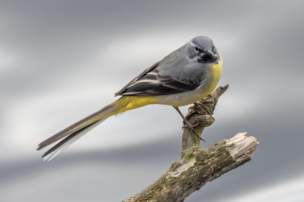 Grey wagtail bird with grey and yellow plumage