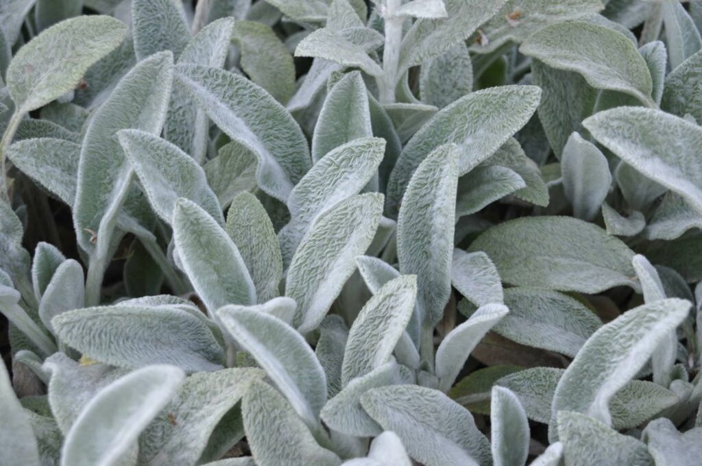 Lamb’s ear leaves with white hairs