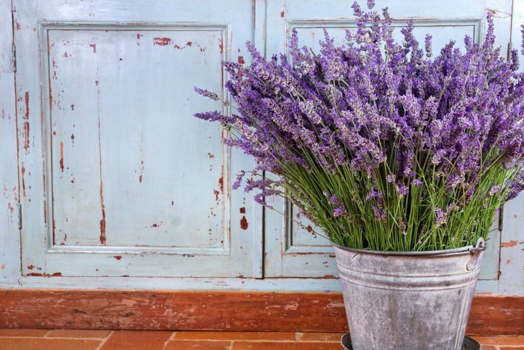 A bucket of potted lavender next to a rustic french door