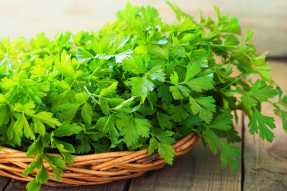 Growing parsley: sowing, companion planting & harvesting