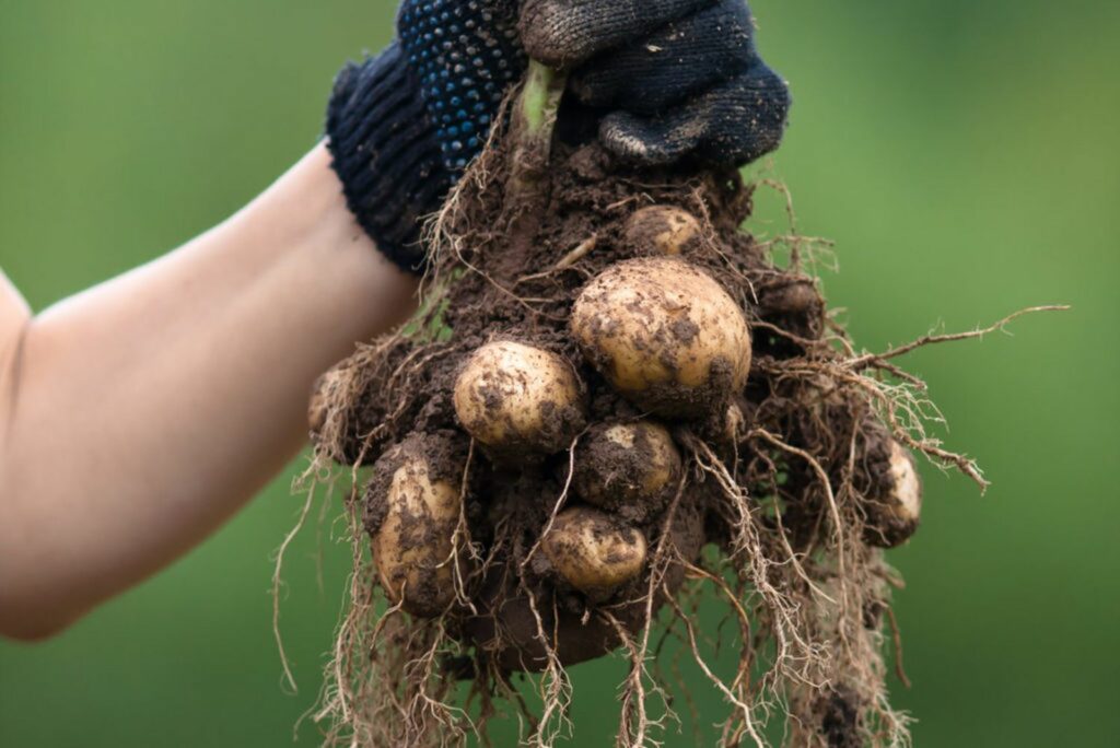 A shaw of freshly harvested potatoes