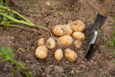 Harvesting potatoes: how & when to dig potatoes up