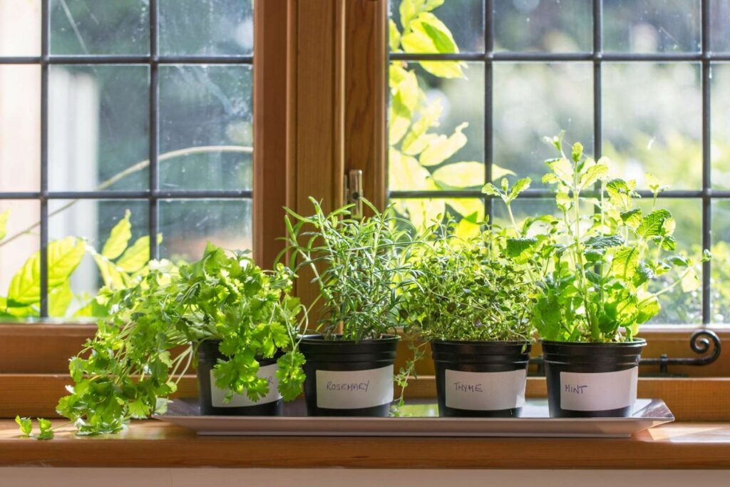 Herbs growing in pots indoors next to a window