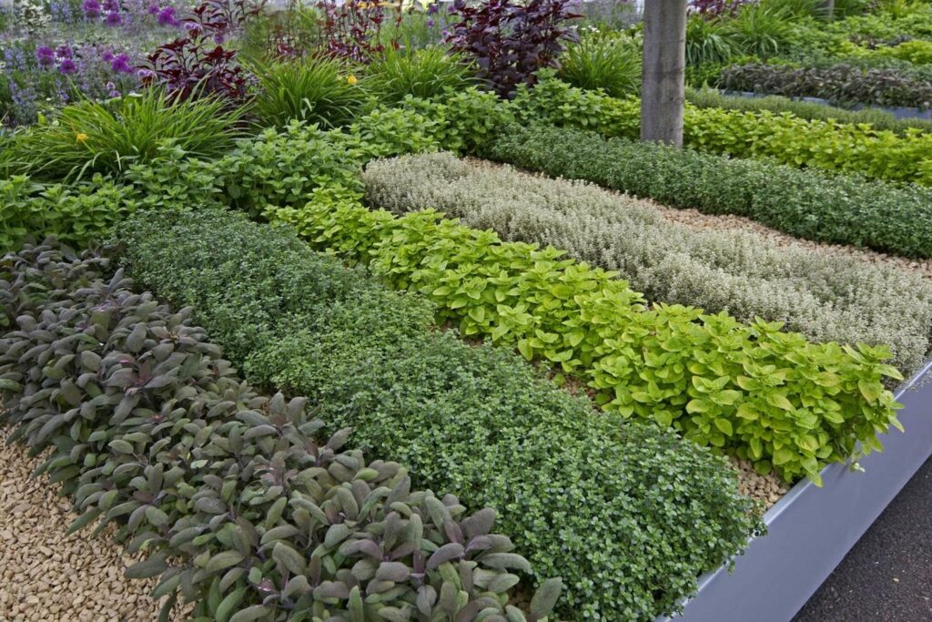 Rows of different herb types