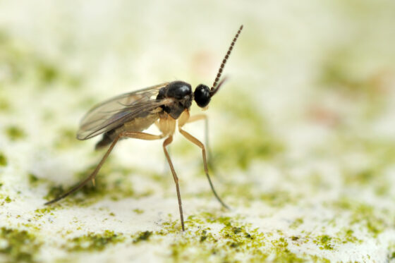 Home remedies for fungus gnat infestations