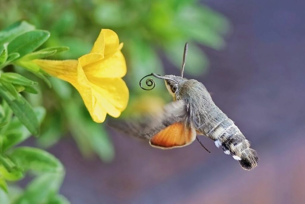 Hummingbird hawk-moth hovering at flower