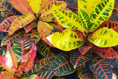 Croton: plant care, flowers & varieties of Codiaeum variegatum