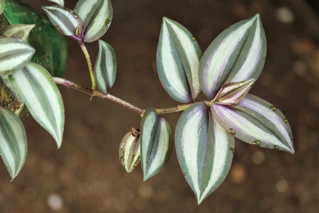 Indoor spiderwort