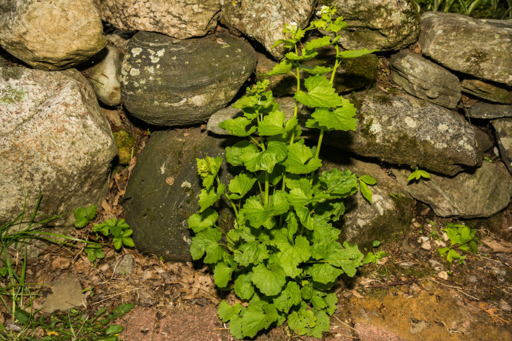Garlic mustard growing by a fence
