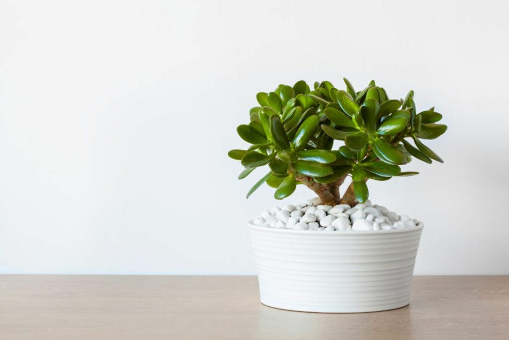A small jade plant in a pot