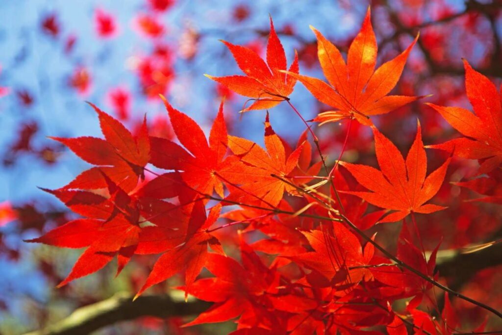 Bright red japanese maple leave