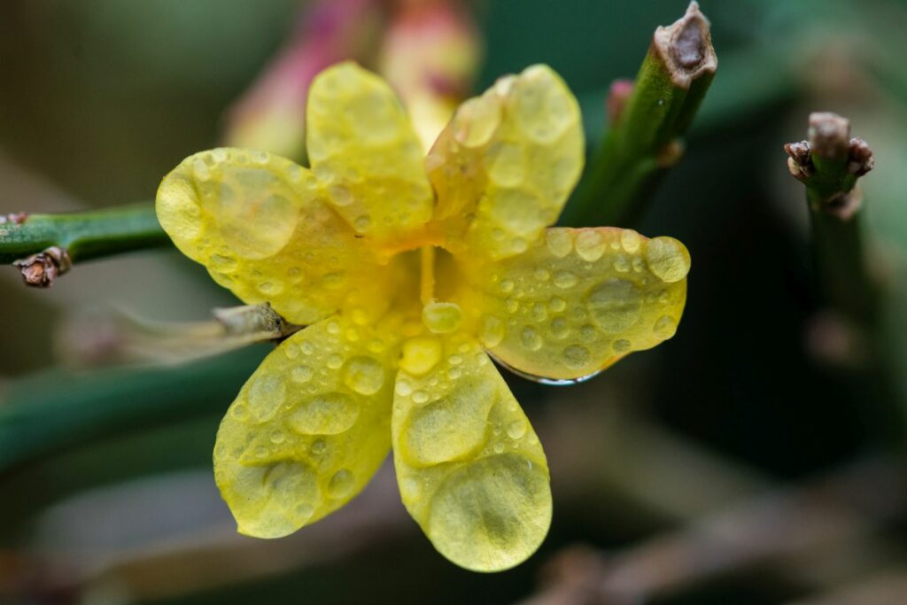 Close-up of winter jasmine flower