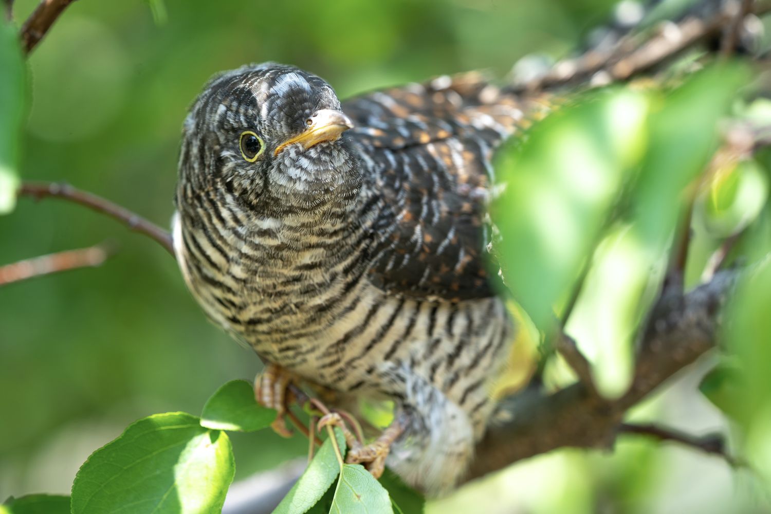 Common cuckoo call, migration & facts Plantura