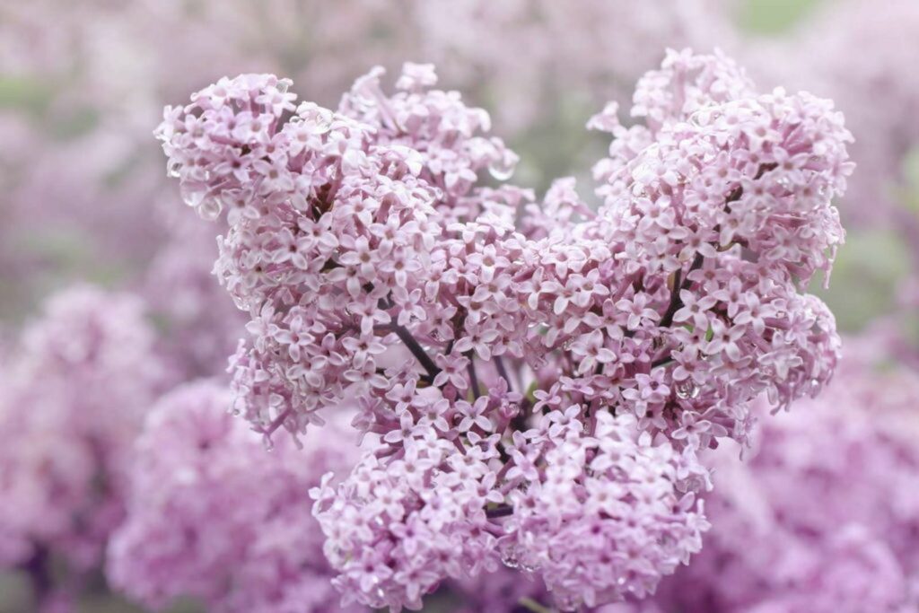A branch of korean lilac in full bloom with many small pink petals