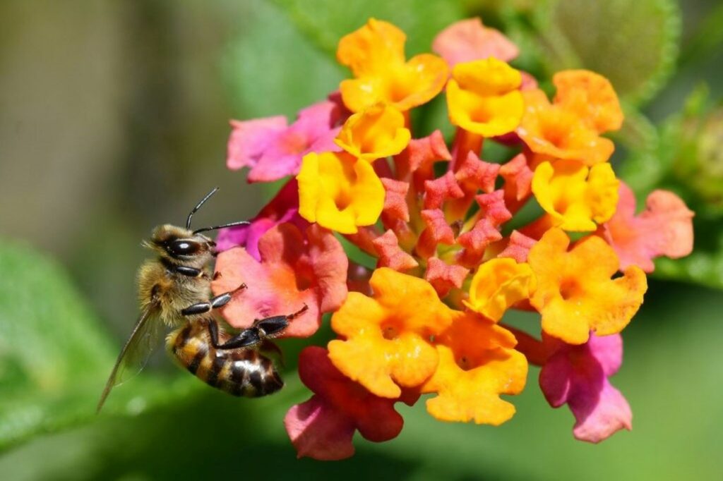 Bee on pink and orange yellow sage flower