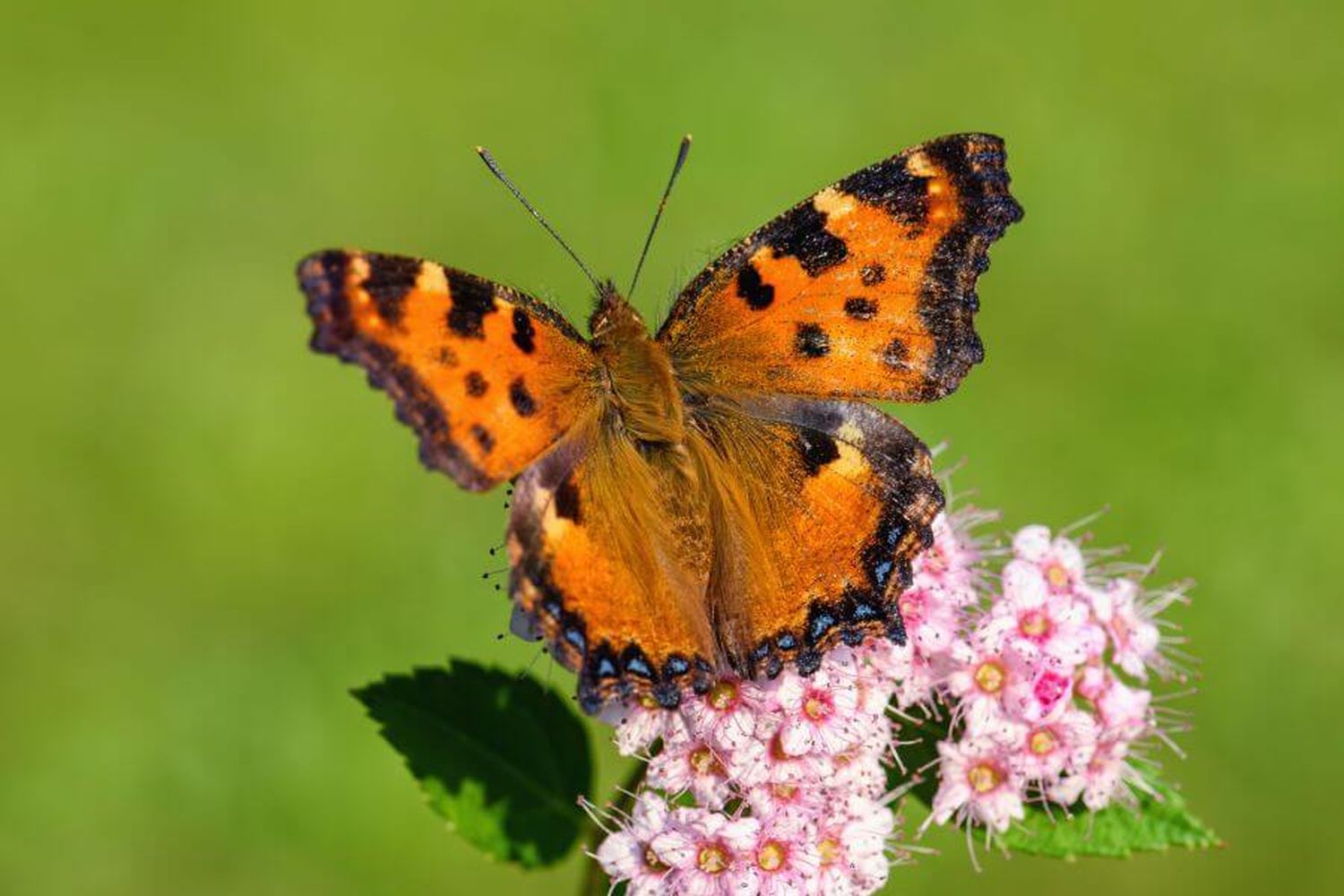 butterflies-all-about-the-beneficial-insects-plantura