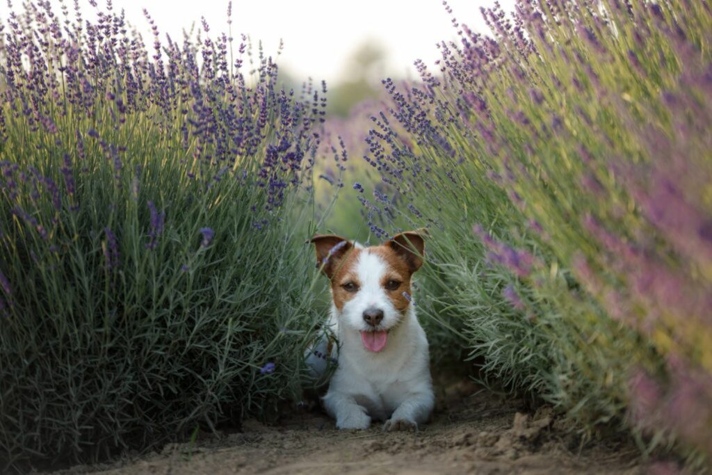 A Jack Russel in a lavender field