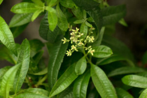 Lemon verbena