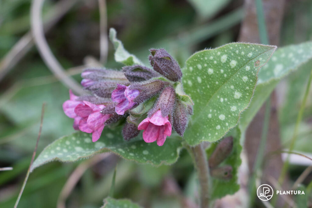 Lungwort’s small pink flowers