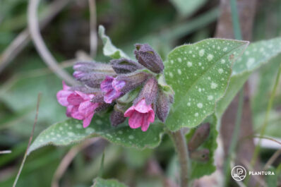 Lungwort: growing, care & health benefits