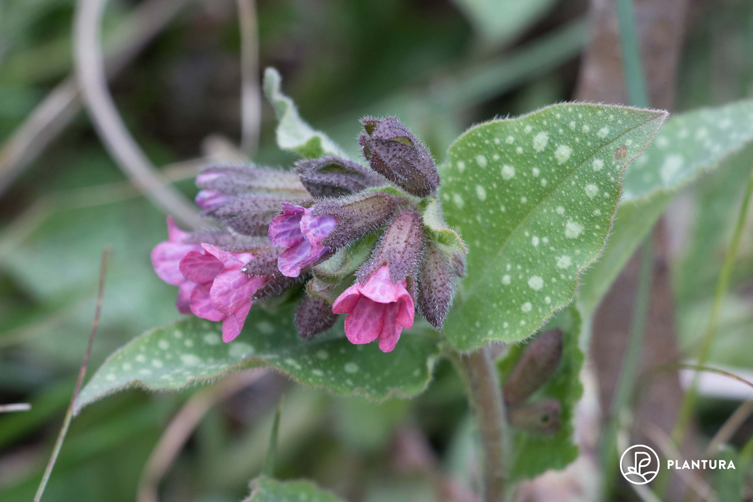 Lungwort how to plant & care for Pulmonaria   Plantura