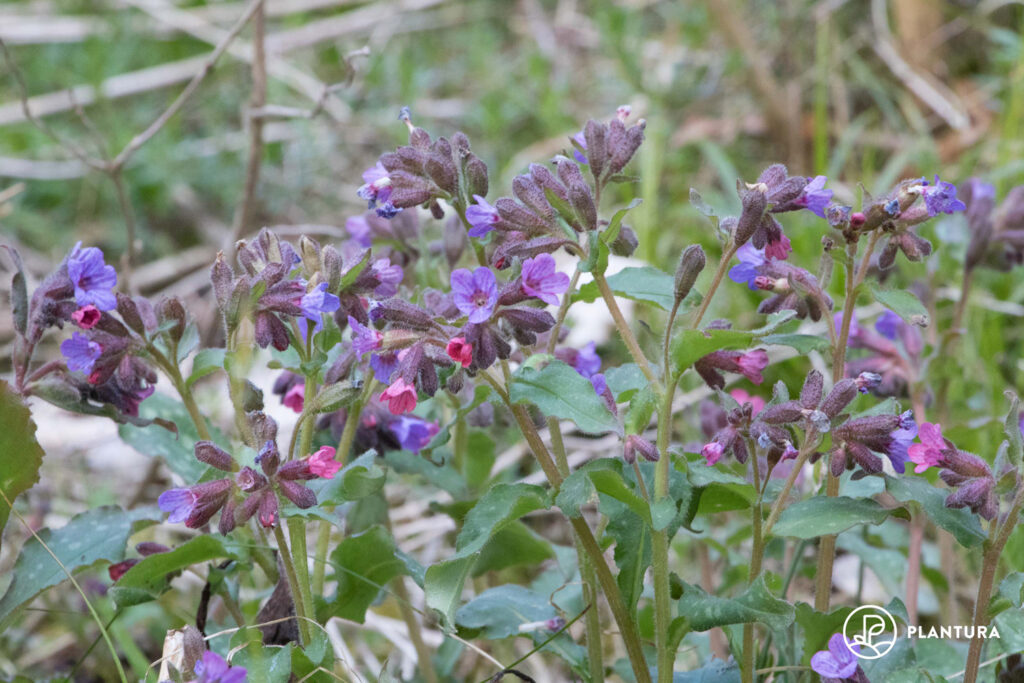 Lungwort blooming