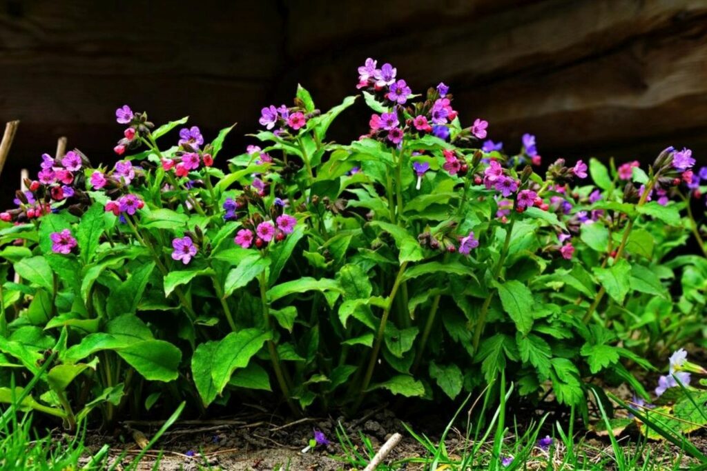 Many lungwort plants