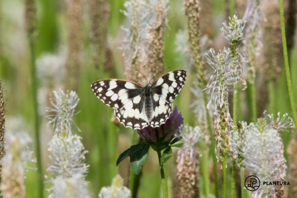 Marbled white butterfly resting on flowers