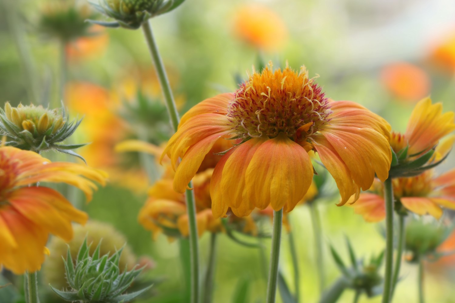 Gaillardia how to sow & care for blanket flowers Plantura