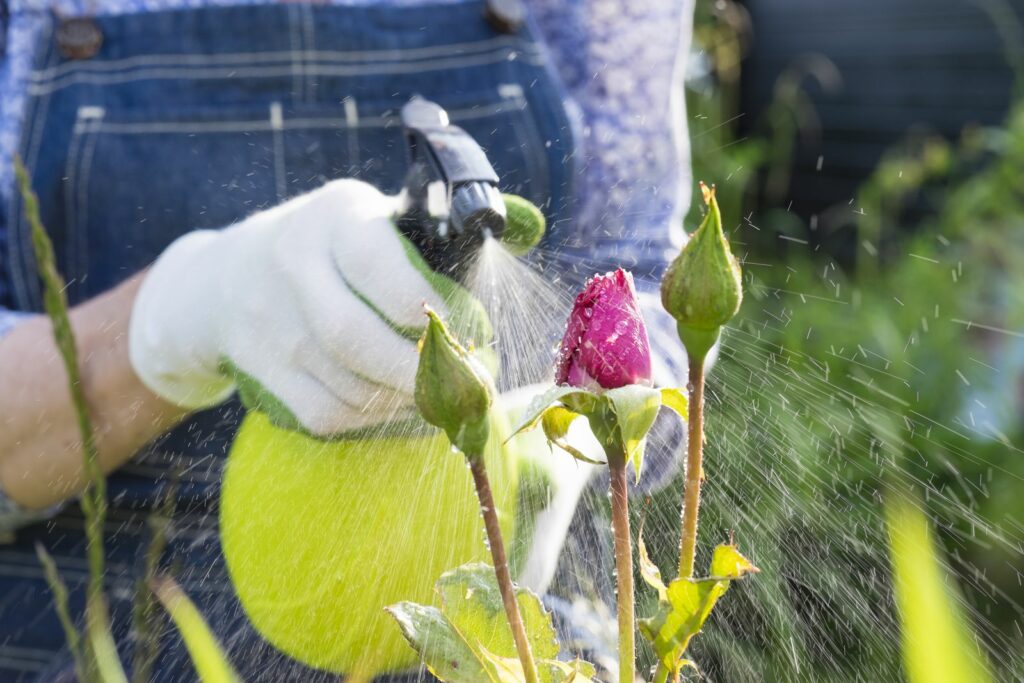 Spraying mildew treatment on roses