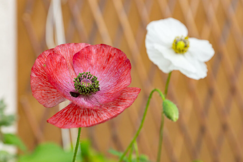 Mother of pearl poppy