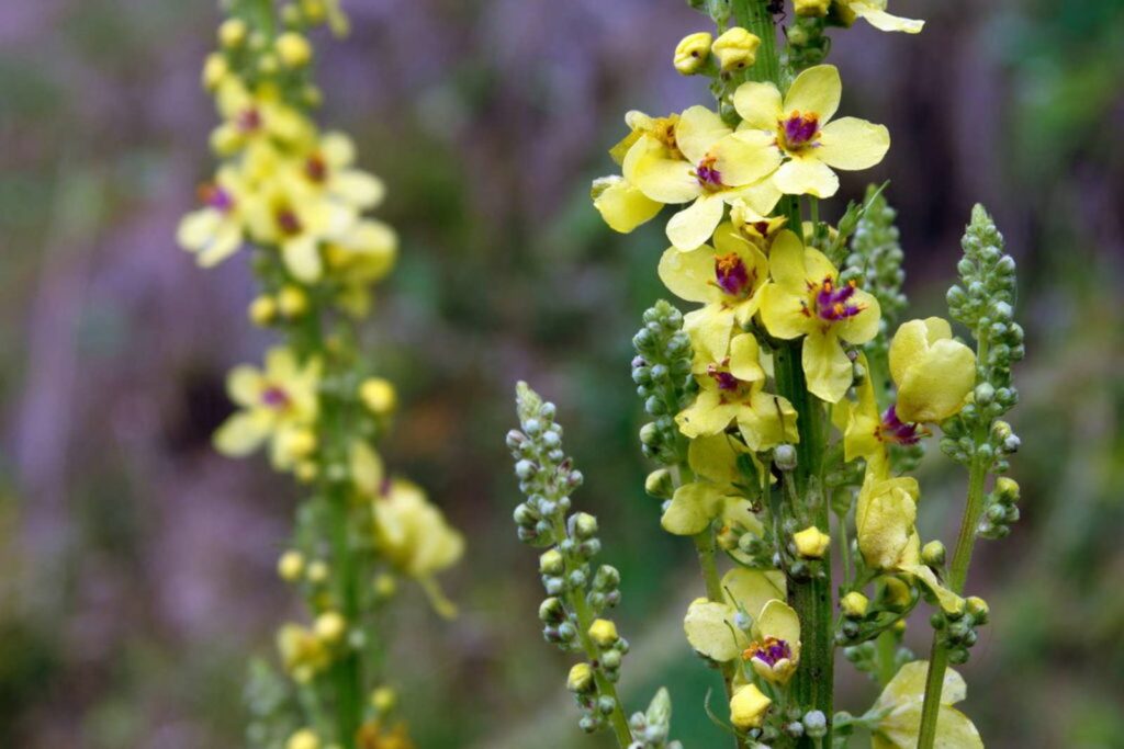 A close-up on yellow mullein flower stems