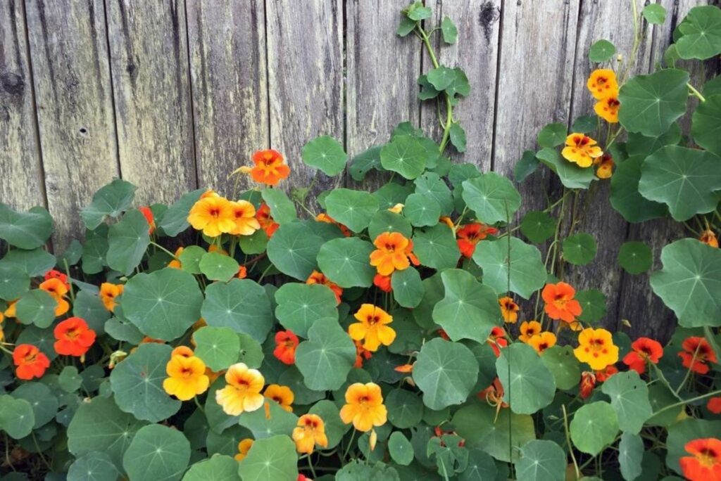 Nasturtiums climbing a fence with yellow orange flowers