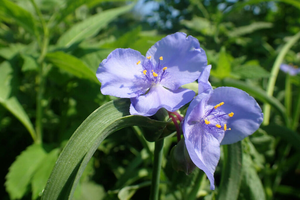 Ohio spiderwort