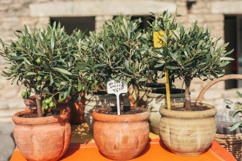 Small potted olive trees for sale