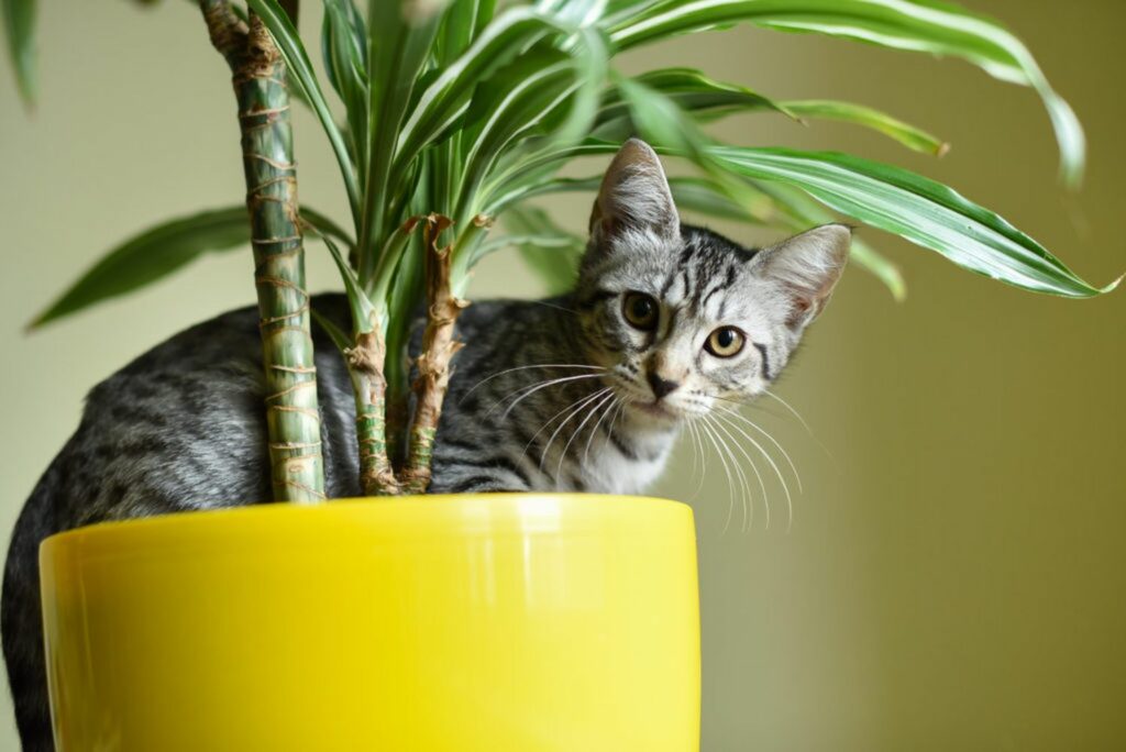 A tabby cat next to a potted palm