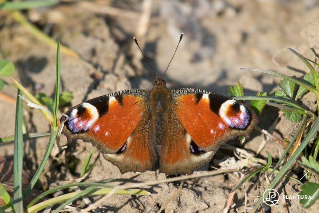 Peacock butterfly with eyes on its red-brown wings