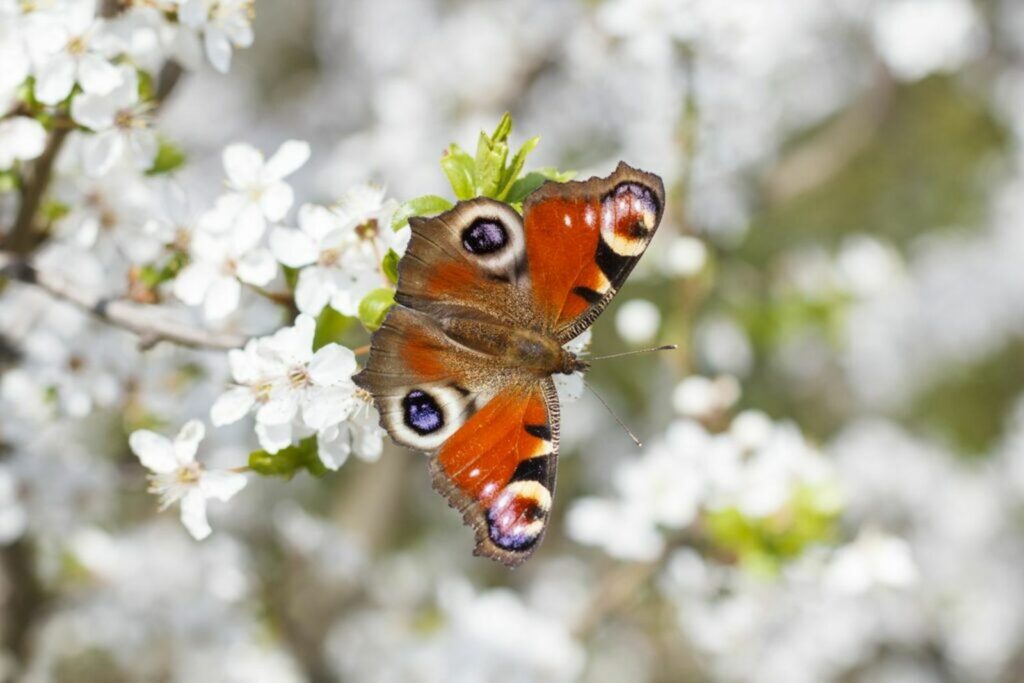 Peacock butterfly on white blossom