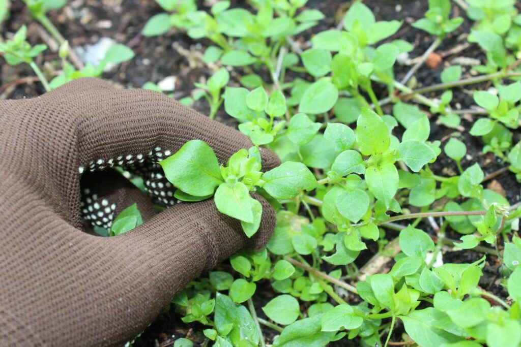 Weeding chickweed by hand