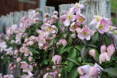 Climbing plants: the best climbers for walls & fences