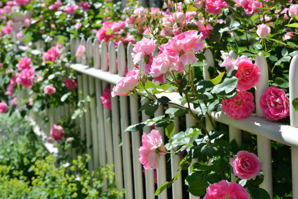 Pink roses growing on a white picket fence