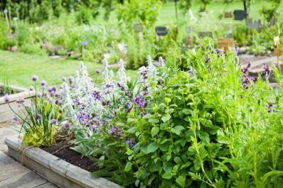 Planting herbs: tips for growing herbs in pots & in the garden
