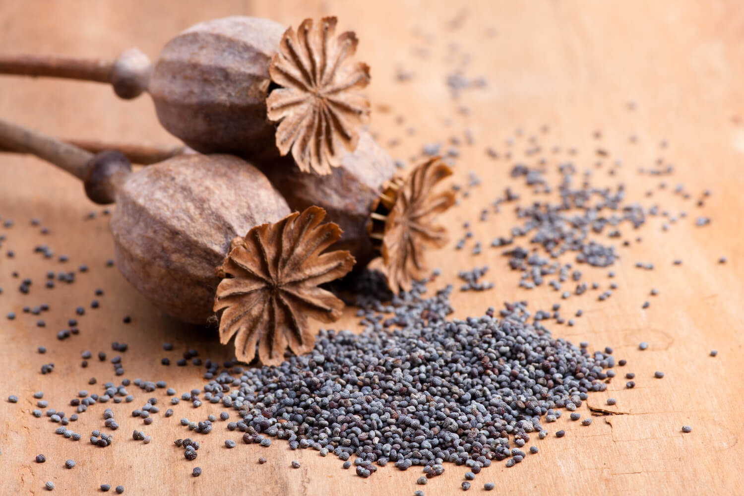 Red poppy how to grow Papaver rhoeas Plantura