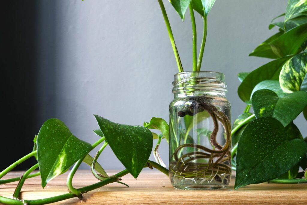 Pothos in glass jar