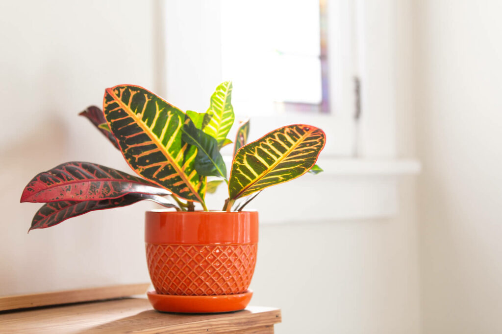 Potted croton plant